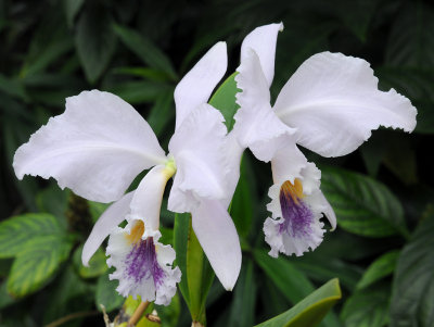 Cattleya_labiata_coerulea.2.jpg