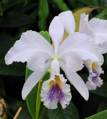 Cattleya_labiata_coerulea._Closeup.jpg