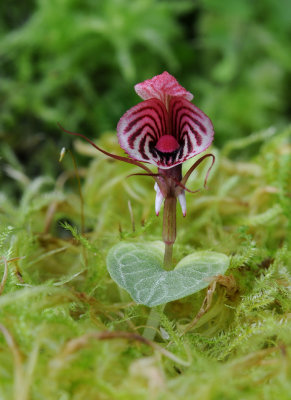 Corybas roseus