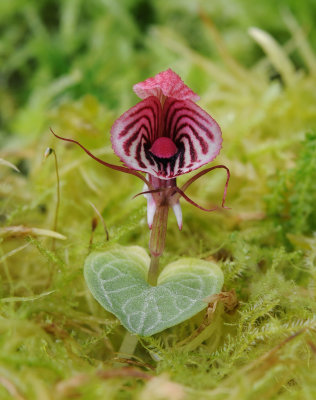 Corybas_roseus.2.jpg