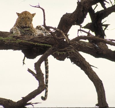 Kenya and Tanzania 1996