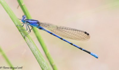 blue_8218.jpg
