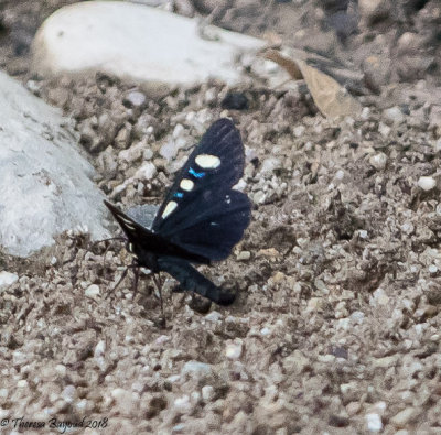 Two-spotted Forester