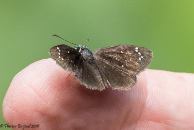 Common Sootywing
