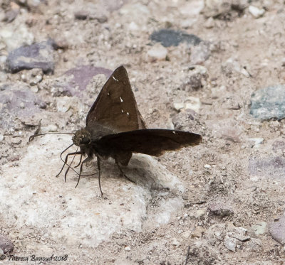 Northern Cloudywing
