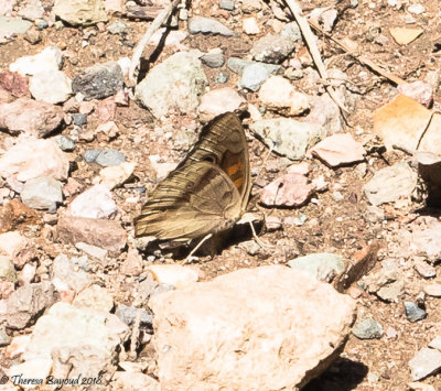 Common Buckeye