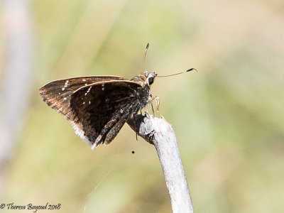 Gold-Costa Skipper