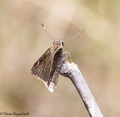 Gold-Costa Skipper