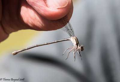 Dusky Dancer - female