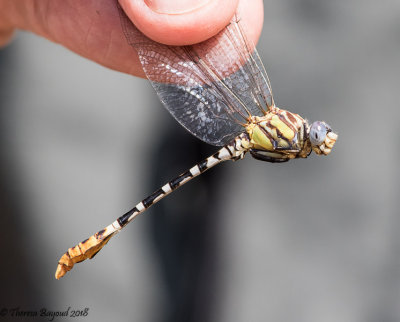 White-belted Ringtail