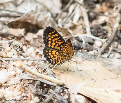 Arizona Checkerspot