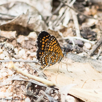 Arizona Checkerspot