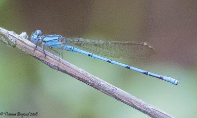 Cerulean Dancer