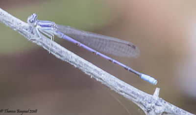 Lavender Dancer