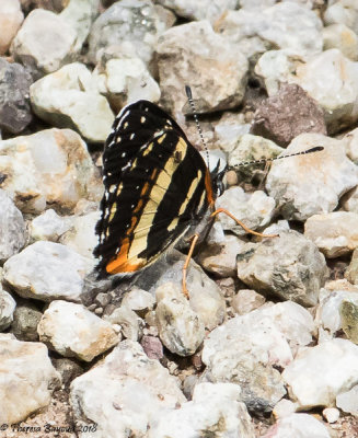 Bordered Patch
