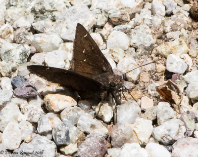 Northern Cloudywing