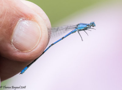 Claw-tipped Bluet