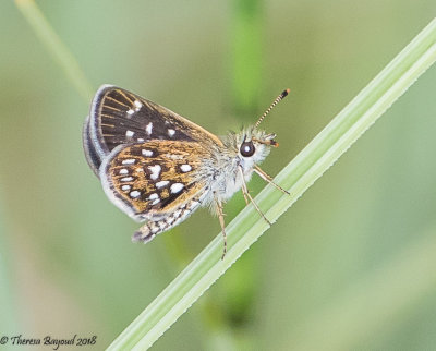 Many-spotted_Skipperling