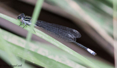 Black and White Damsel