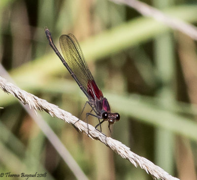 American Rubyspot