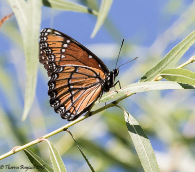 Viceroy