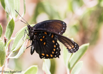 Red-spotted Purple