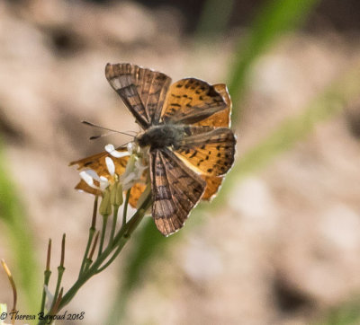 Zela Metalmark