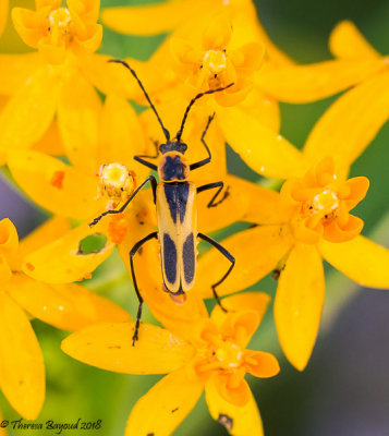 Texas Soldier Beetle