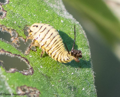 Wild Olive Tortoise Beetle