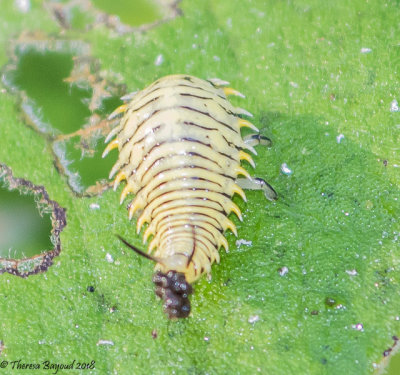 Wild Olive Tortoise Beetle