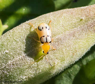 Diabrotica litterata