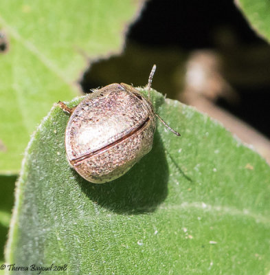 Wild Olive Tortoise Beetle