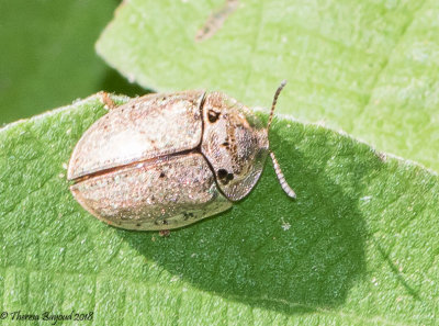 Wild Olive Tortoise Beetle