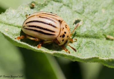 Texas Potato Beetle