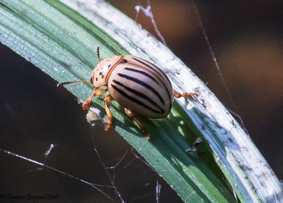 Texas Potato Beetle