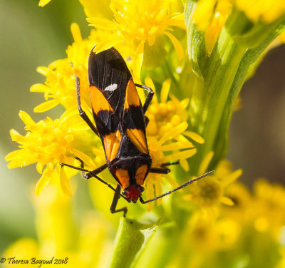 Six-spotted Milkweed Bug