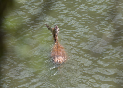 Red Deer