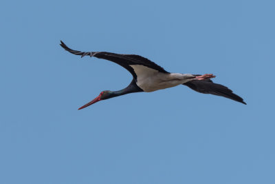 Black Stork (Ciconia nigra)