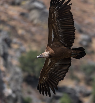 Griffon Vulture (Gyps fulvus)