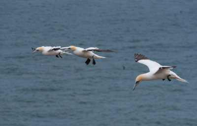 Gannets