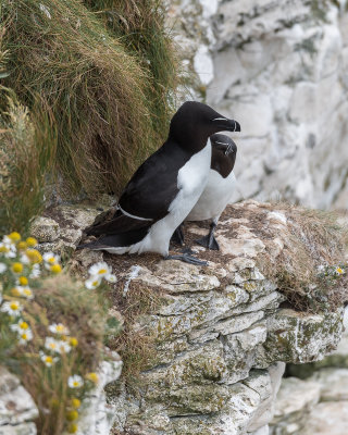 Razorbills