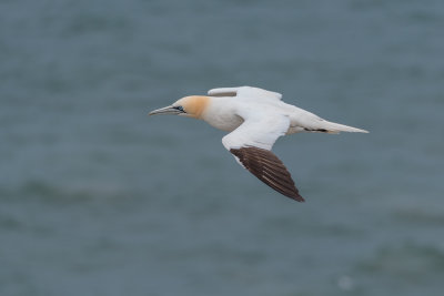 Gannet