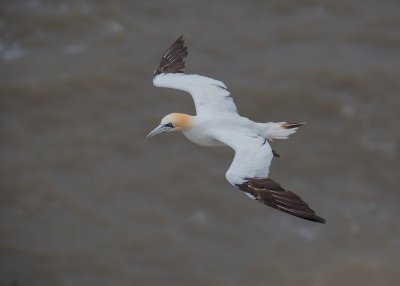 Gannet