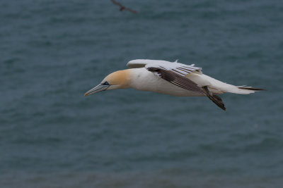 Gannet