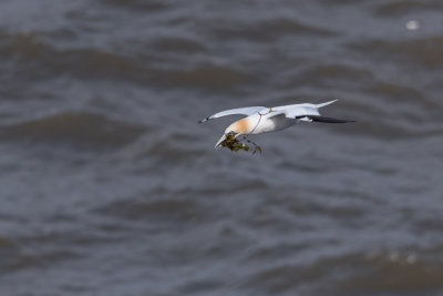 Gannet