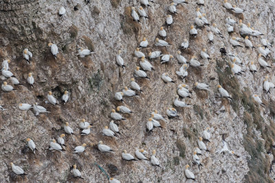 Bempton Cliffs