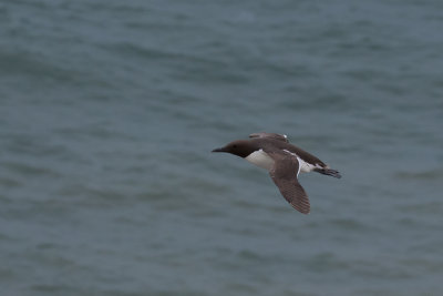 Guillemot