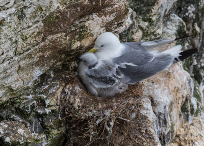 Kittiwake with young