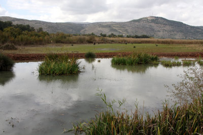 Hula-Nature-Reserve_5-12-2012 (196).JPG