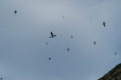Honnigsvag Birds near North Cape (3).jpg